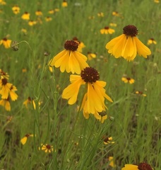 Helenium amarum badium