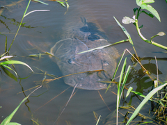 Pseudoplatystoma