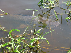 Pseudoplatystoma