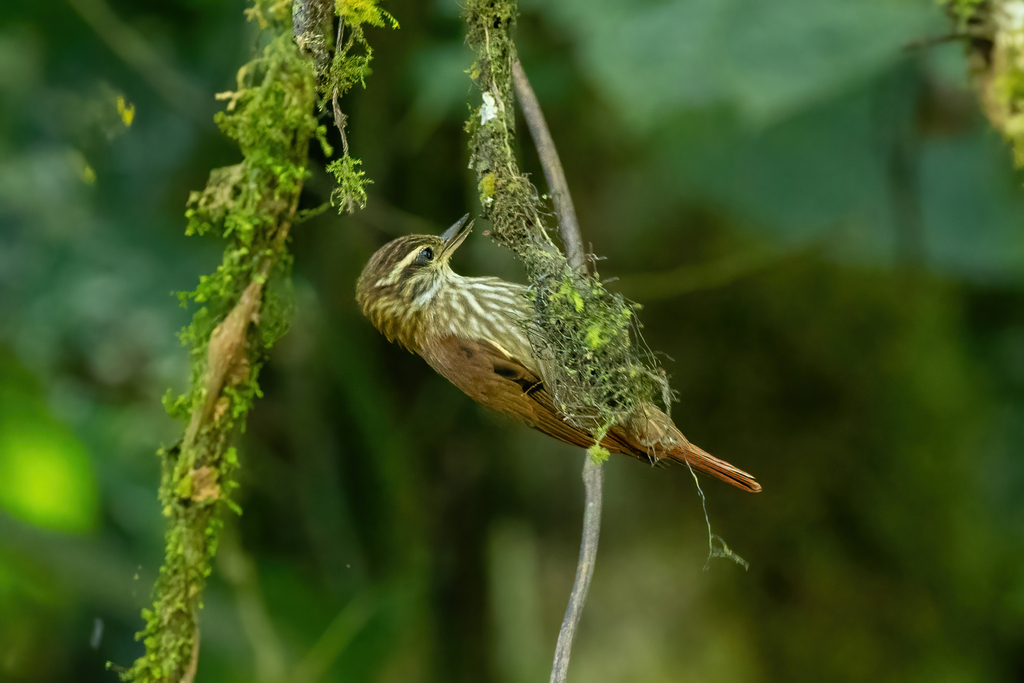 Streaked Xenops