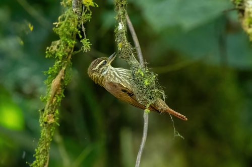 Streaked Xenops