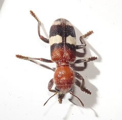 Enoclerus quadrisignatus