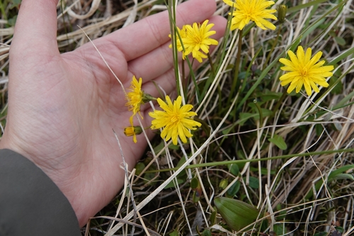 Image of Taraxacum alaskanum by (c) Валерия Ковалева, some rights reserved (CC BY)