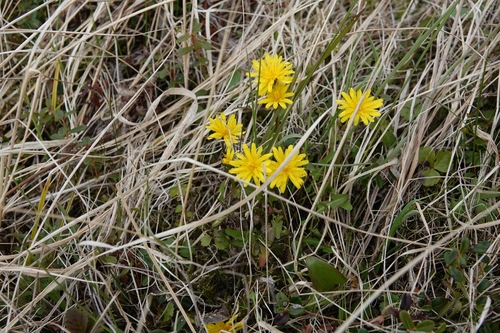 Image of Taraxacum alaskanum by (c) Валерия Ковалева, some rights reserved (CC BY)