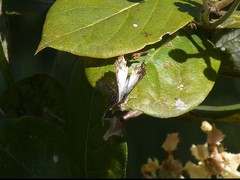 Ariconias glaphyra