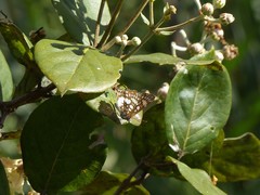 Ariconias glaphyra