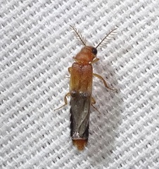 Distremocephalus texanus