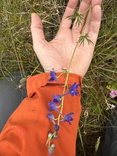 Delphinium nuttallii, photograph 3