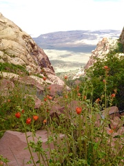 Sphaeralcea grossulariifolia