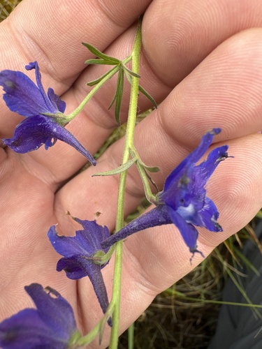 Delphinium nuttallii, photograph 4