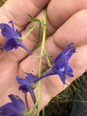 Delphinium nuttallii, photograph (c) Peter Abrahamsen, some rights reserved (CC BY)
