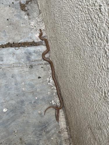 Mosauer’s Ground Snake