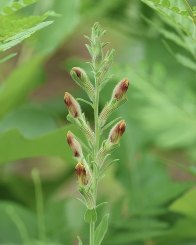 Image of Schwalbea americana by (c) er-birds, some rights reserved (CC BY)