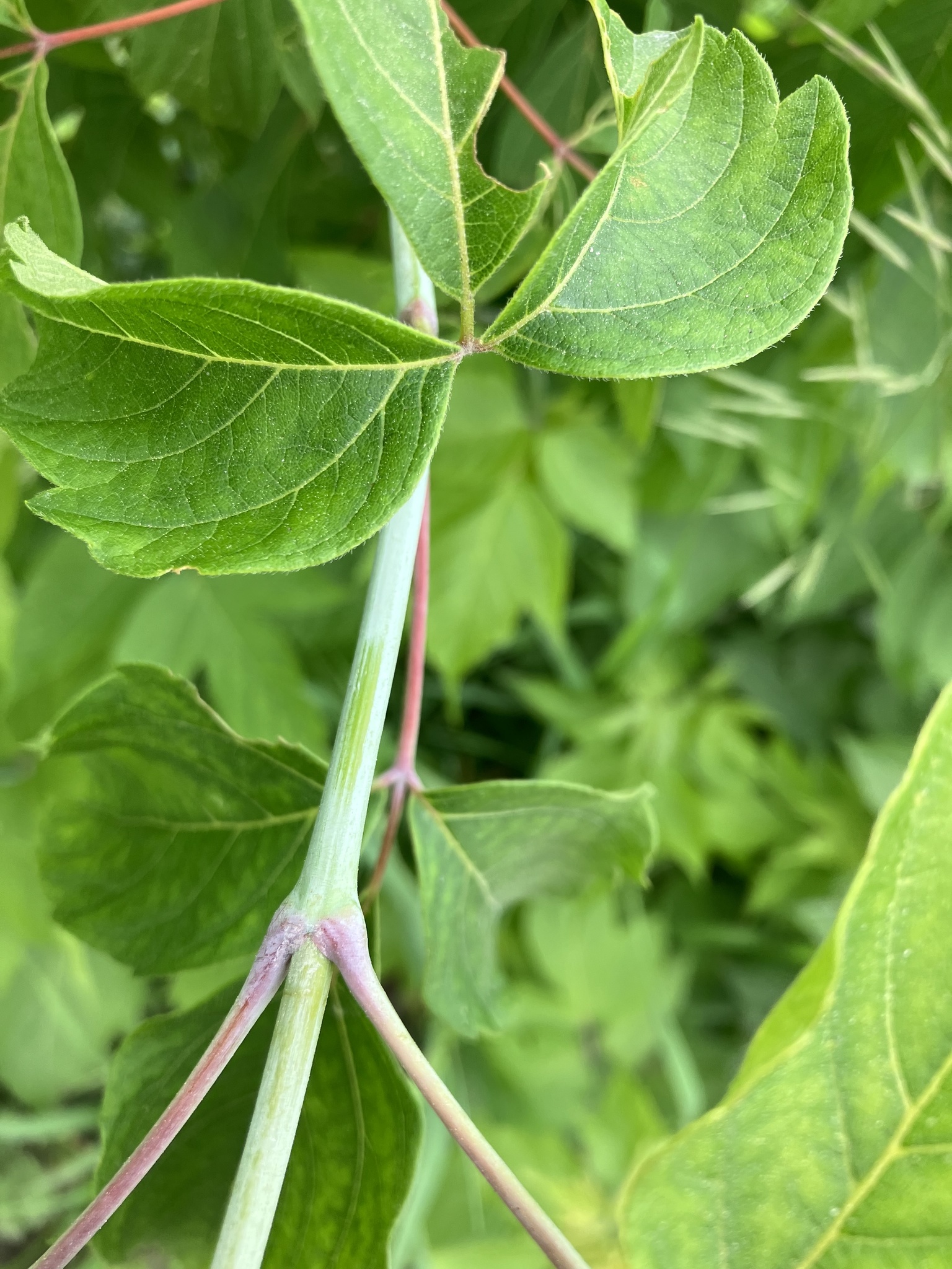 Acer negundo var. violaceum