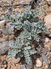 Astragalus tidestromii