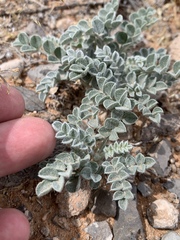 Astragalus tidestromii
