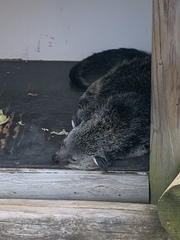 Arctictis binturong