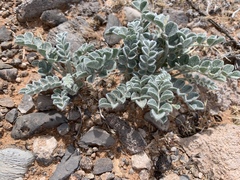 Astragalus tidestromii