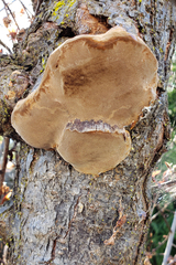 Phellinus pomaceoides