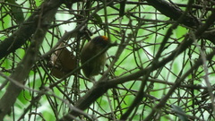 Picumnus olivaceus