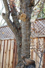 Phellinus pomaceoides