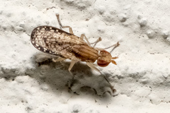 Trypetoptera canadensis