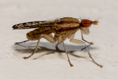 Trypetoptera canadensis