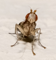 Trypetoptera canadensis