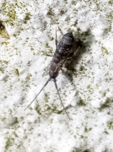 Tomoceridae