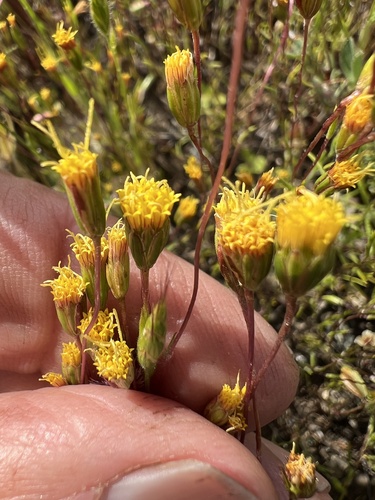 Image of Meager Pygmydaisy (Pentachaeta exilis) by (c) Steve Matson, some rights reserved (CC BY)