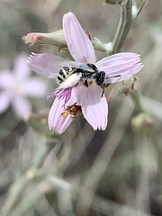 Perdita albonotata