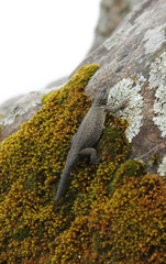 Sceloporus dugesii