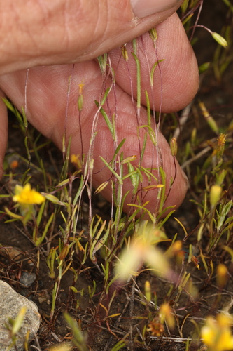 Image of Pentachaeta exilis by (c) Steve Matson, some rights reserved (CC BY)