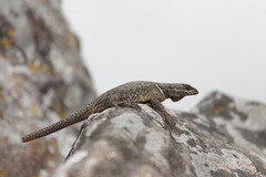 Sceloporus dugesii