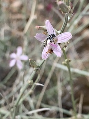 Perdita albonotata