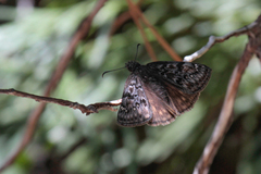 Erynnis persius