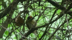 Picumnus olivaceus