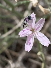 Perdita albonotata
