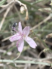 Perdita albonotata