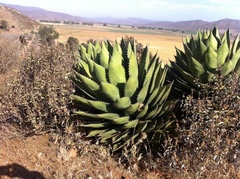 Agave shawii shawii
