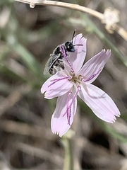 Perdita albonotata
