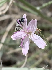Perdita albonotata