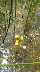 Utricularia