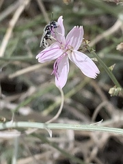 Perdita albonotata