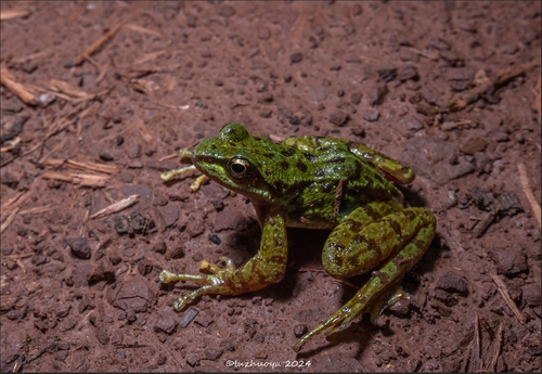 Amolops jinjiangensis