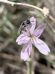 Perdita albonotata