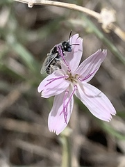 Perdita albonotata