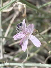 Perdita albonotata