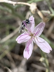 Perdita albonotata