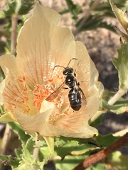 Xeralictus timberlakei